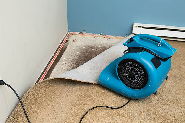 Best Water damage repair service  in St Petersburg, FL